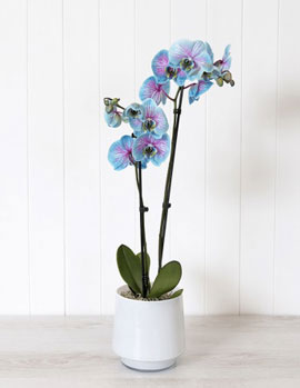 Blue Orchid Plant, £41
