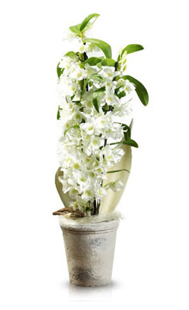 Dendrobrium White, £51