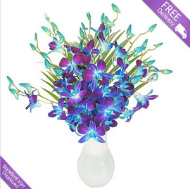 Blue Dendrobium, £19.99
